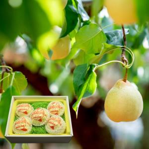 岡山県産　鴨梨(ヤーリー)　５玉　【１１月下旬〜１２月中旬】