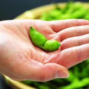 枝豆 白山だだちゃ豆秀品1kg 山形県鶴岡市産...の詳細画像2