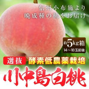 桃 白桃 “選抜”川中島白桃５kg(約14〜18玉)ご家庭用 酵素低農薬栽培 長野県小布施産※もも モモ ピーチ 川中島 酵素 低農薬 産直　｜umakou