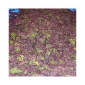 国産もみしそ１ｋｇ  ※単品販売はいたしません。生梅との同梱不可。【送料無料】北海道、沖縄・一部離島...