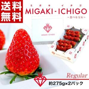 いちご イチゴ 苺 宮城県産 ミガキイチゴ  Regular 1箱550g