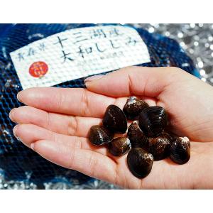 「天然活しじみ」青森県十三湖産 小粒 たっぷり約1kg