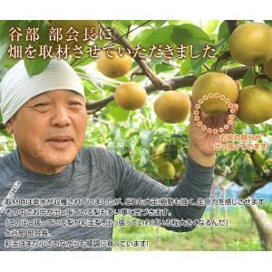 梨 なし さいぎょく 埼玉県産 彩玉 約2kg...の詳細画像3