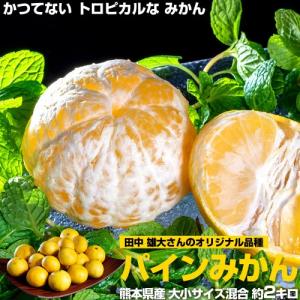 熊本県産 田中雄大さんの パインみかん 約2kg （サイズ混合） 常温　送料無料