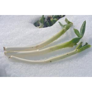 とろねぎ 『佐藤忠保さんの厳冬の雪下ねぎ』 約2kg （目安として10本前後）