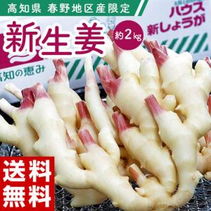 「新生姜」 高知県産 春野地区限定　しょうが 約2kg　簡易包装　※冷蔵