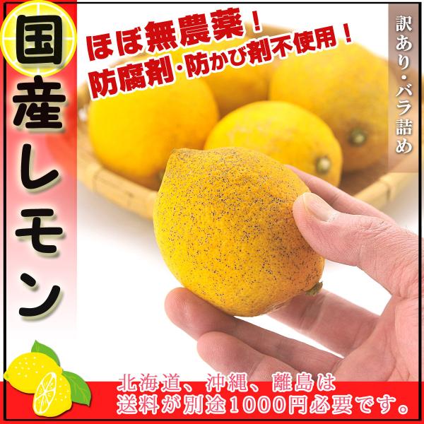 国産 レモン (愛媛県産) 減農薬栽培 果物 訳あり 3kg ほぼ無農薬のレモン サイズ未選別 防腐...