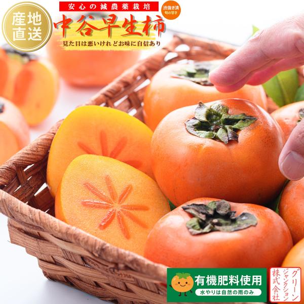 柿 和歌山県産 たねなし柿 ほぼ無農薬 種なし柿 中谷柿（中谷早生柿） 渋抜き済み 約2kg（14〜...