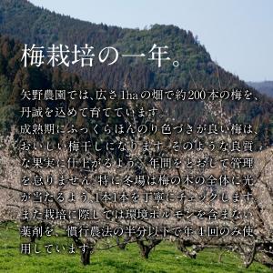 【豊の香梅】 赤梅酢 1800ml 大分県日田...の詳細画像5
