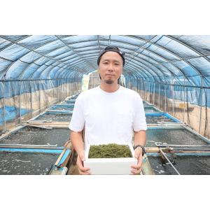 生!海ぶどう500g(A級品) タレ付き☆養殖...の詳細画像3