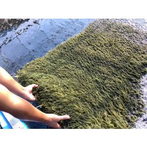 生!海ぶどう500g (茎付き)タレ付き☆生産...の詳細画像3