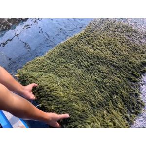 生!海ぶどうドーンと1kg (茎付き)タレ付き...の詳細画像2