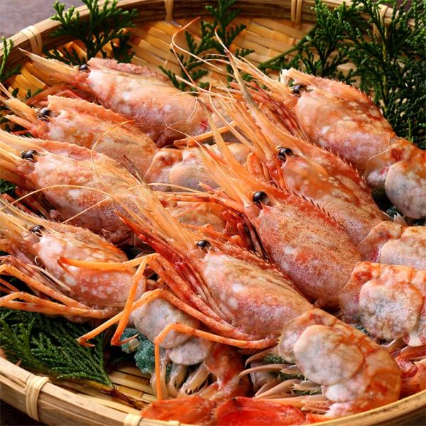 ボタンエビ 刺身用 大サイズ 牡丹海老 お寿司 海鮮丼 フライ 串焼き 天然 ぼたん海老 メス 約5...
