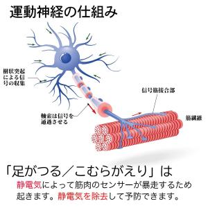脚ツラン メッシュ 2本組 脚ツランベルト こ...の詳細画像1