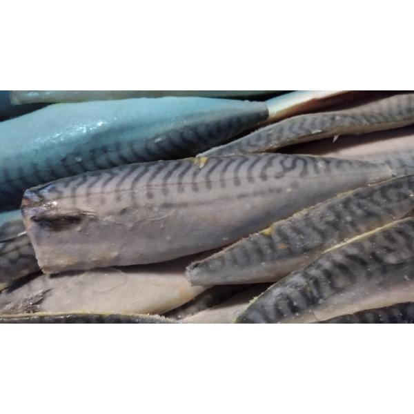 [海の棚　即買] ノルウェー産 サバフィーレ５枚ばら