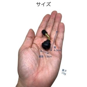 L型エアバルブ 2個セット PVR-70 ゴム...の詳細画像4
