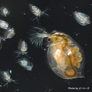 ミジンコエナジー（特製鶏糞） : めだか屋 うなとろふぁ～む