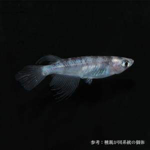 活きミジンコ Fd004 めだか屋 うなとろふぁ む 通販 Yahoo ショッピング