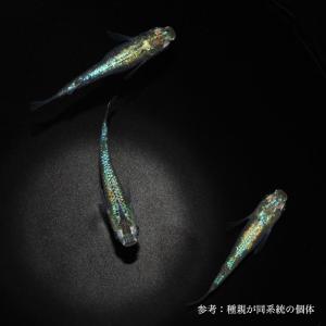 活きミジンコ Fd004 めだか屋 うなとろふぁ む 通販 Yahoo ショッピング