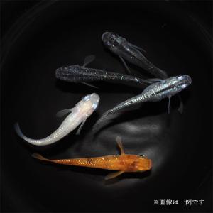 メダカ「煌（体外光無）」1ペア : めだか屋 うなとろふぁ～む - 通販