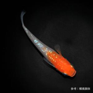 MARIMOYA 様直個体五式ブラックダイヤキッシングワイドフィン1ペア メダカ「マリアージュキッシングワイドフィン・エメラルドフィンタイプ