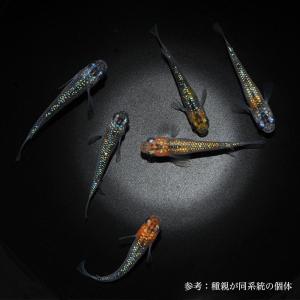 メダカ「朱紅玉(Bクラス)」1ペア : めだか屋 うなとろふぁ～む - 通販