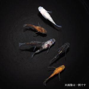 メダカ ミックス 5匹 Md042 めだか屋 うなとろふぁ む 通販 Yahoo ショッピング