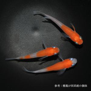 メダカ「雲州紅白」1ペアの詳細画像1