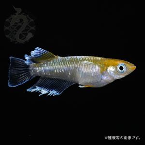 メダカ「ブルームーン」1ペア : めだか屋 うなとろふぁ～む - 通販