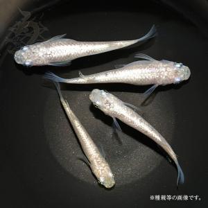 メダカ「レーヴ」1ペア : めだか屋 うなとろふぁ～む - 通販 - Yahoo 