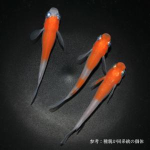メダカ「雲州三色」3ペア : めだか屋 うなとろふぁ～む - 通販