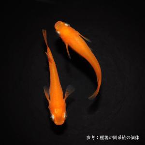 メダカ 鬼赤楊貴妃 1ペア Mdk012e めだか屋 うなとろふぁ む 通販 Yahoo ショッピング