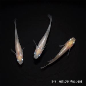 メダカ ランキングtop37 人気売れ筋ランキング Yahoo ショッピング