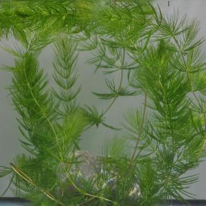 国産・無農薬水草　「マツモ」　１本