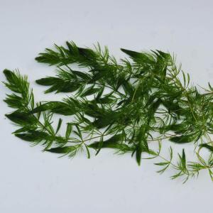 国産・無農薬水草 「マツモ」 1本の詳細画像1
