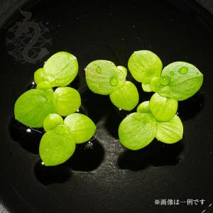 ピグミーアマゾンフロッグピッド　１株