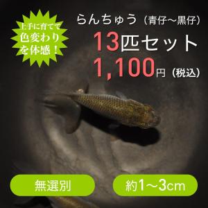 らんちゅう（青仔〜黒仔）13匹