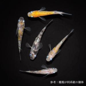 メダカ【朱光菊ＲＬＦ】　成魚種親　①ペア＋ヘテロ♀１(菊間メダカ様血統)　計３匹 dショッピング |（めだか）無選別 朱光菊メダカ 稚魚（5匹
