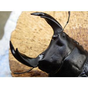 国産極太オオクワガタ アブレイズペア ES5 ...の詳細画像1