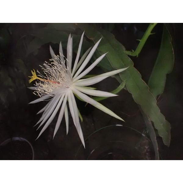 Epiphyllum hookeri var. pittieri　鉢直径１１．５cm　あんどん仕立て