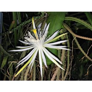 リプサリス パラドクサ Rhipsalis paradoxa 3．5号 吊り鉢 : UMBER