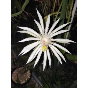 リプサリス パラドクサ Rhipsalis paradoxa 3．5号 吊り鉢 : UMBER