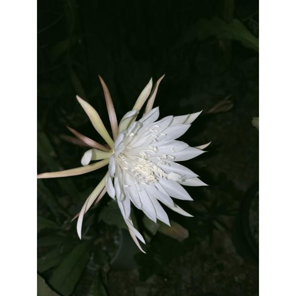 Epiphyllum oxypetalum　鉢直径１１．５cm　あんどん仕立て