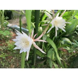 花苗 孔雀サボテン 藤娘 2株 : 花と緑 国華園 - 通販 - Yahoo!ショッピング