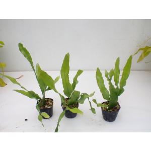 Epiphyllum pumilum 10.5...の詳細画像3