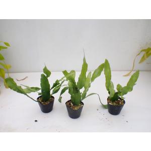 Epiphyllum pumilum 10.5...の詳細画像4