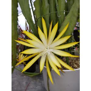 花苗 月下美人 ポット苗 1株 : 花と緑 国華園 - 通販 - Yahoo