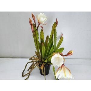 クジャクサボテン　'Rosarito'　１０．５cm　ｐｏｔ
