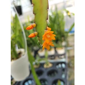 プフェイフェラ モナカンタ　Pfeiffera monacantha　３．５号　吊り鉢