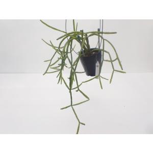 リプサリス ペンタプテラ　Rhipsalis pentaptera　３．５号　吊り鉢